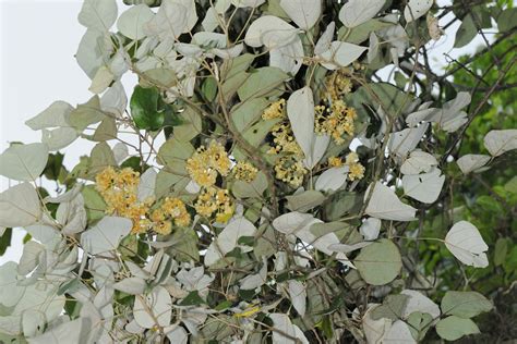 闊葉獼猴桃|Actinidia latifolia